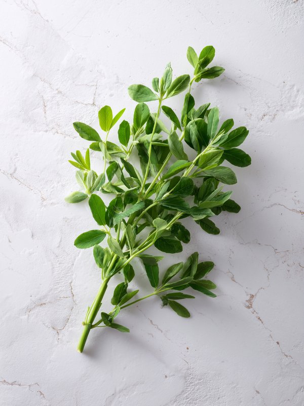 Alfalfa — ingredient reference image