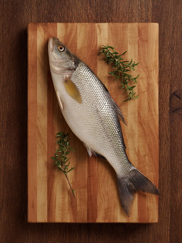 American Shad — ingredient reference image