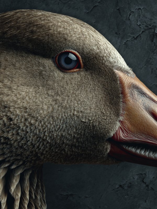 Anatidae — ingredient reference image
