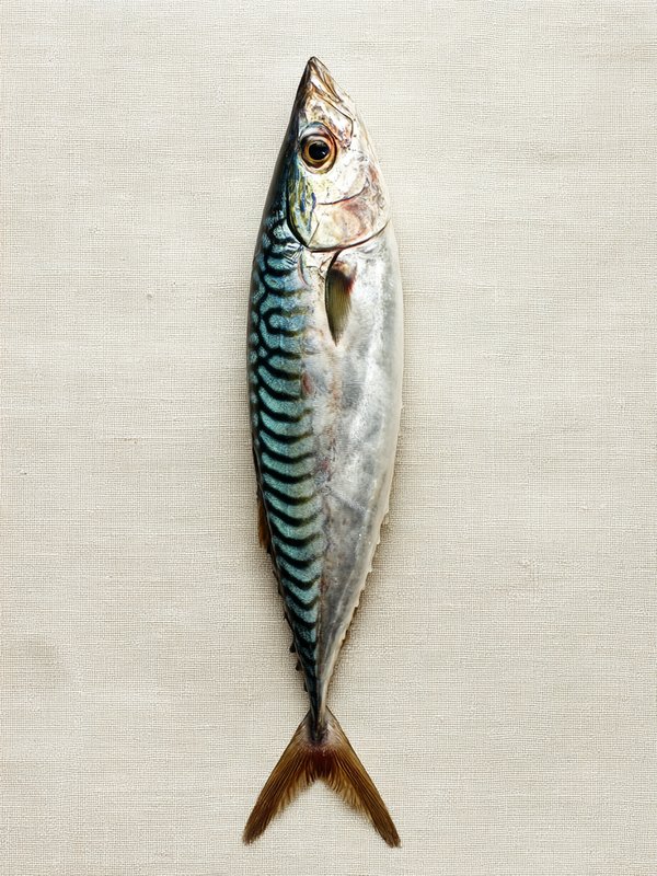 Atlantic Mackerel — ingredient reference image