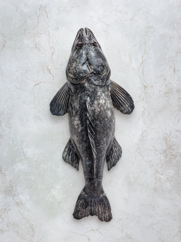 Atlantic Wolffish — ingredient reference image