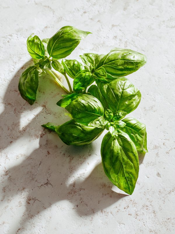 Basil — ingredient reference image
