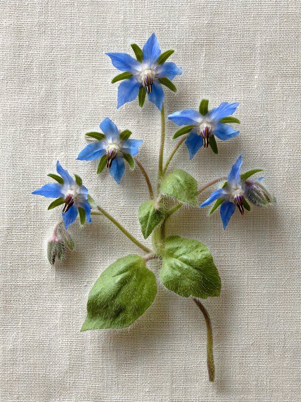 Borage — ingredient reference image