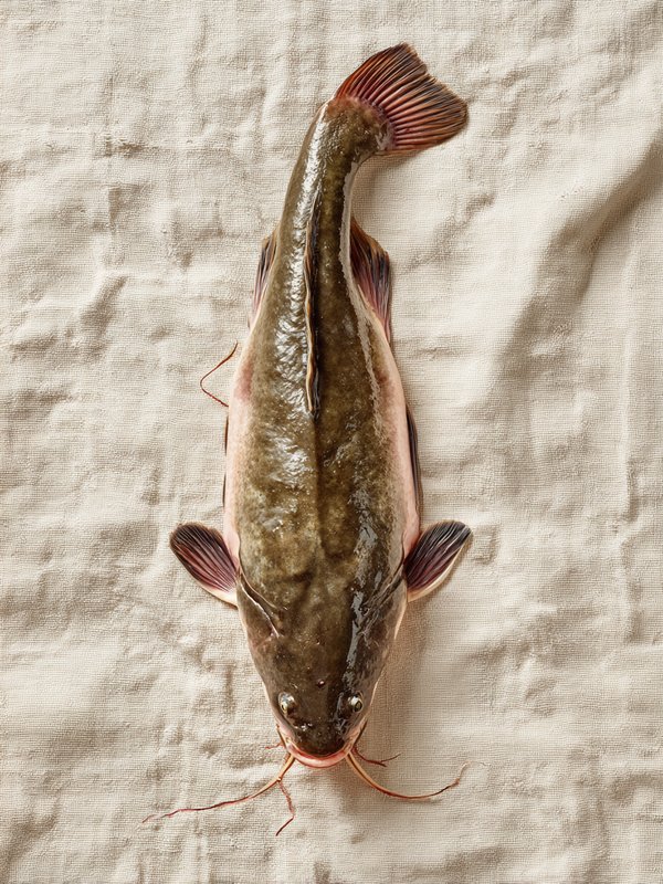Catfish — ingredient reference image