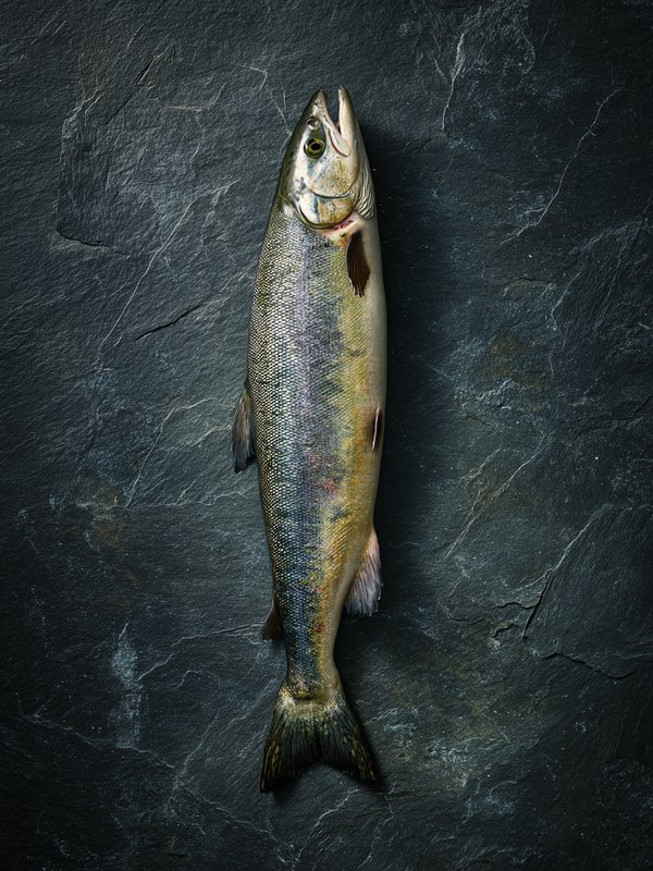 Chum Salmon — ingredient reference image