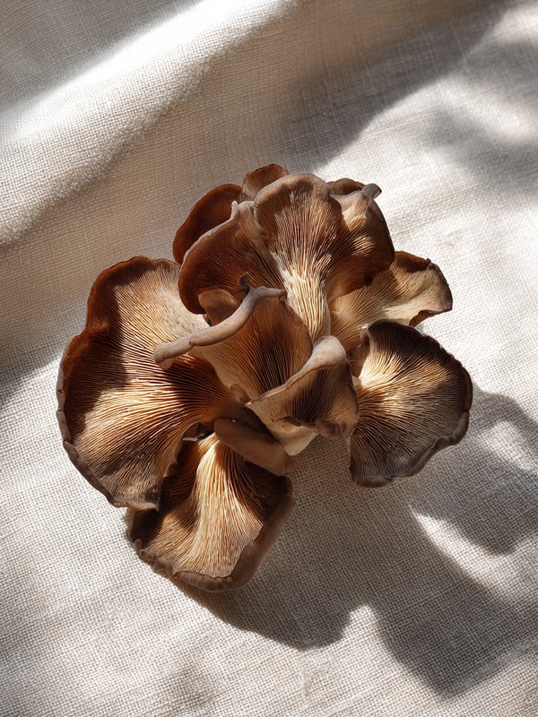 Cloud Ear Fungus — ingredient reference image