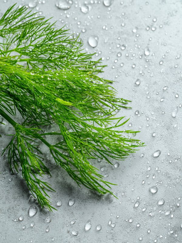 Dill — ingredient reference image