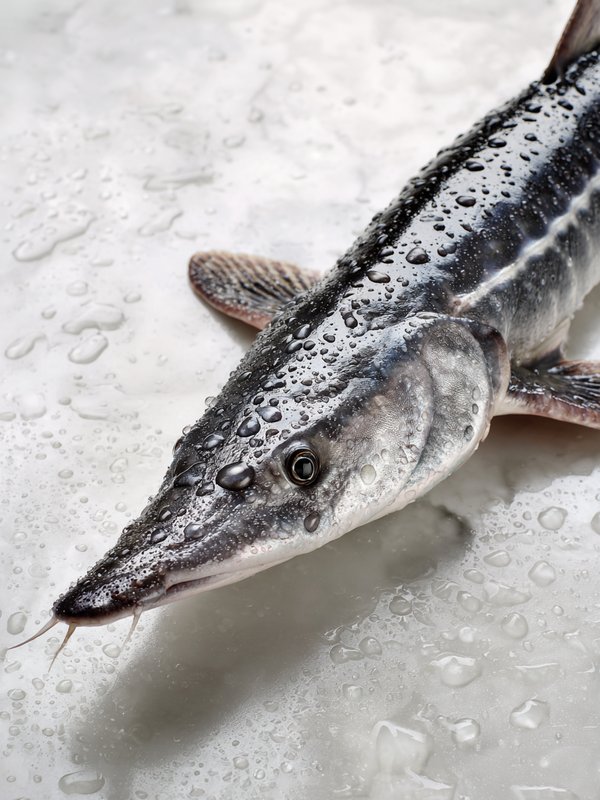 Greater Sturgeon — ingredient reference image