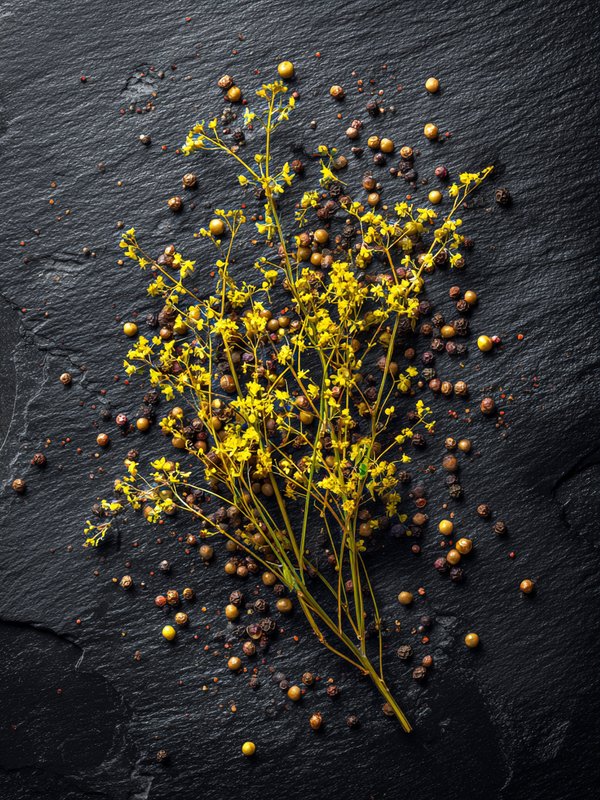 Hedge Mustard — ingredient reference image