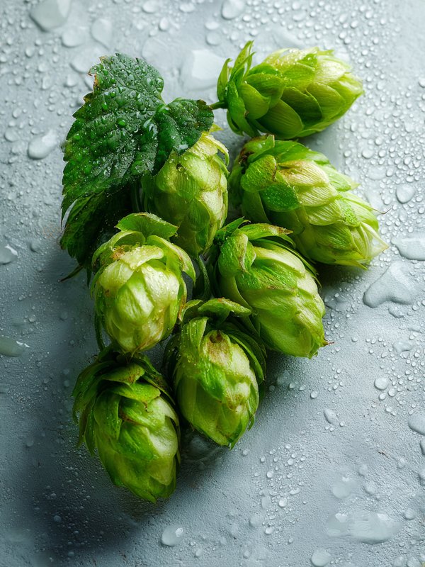 Hops — ingredient reference image