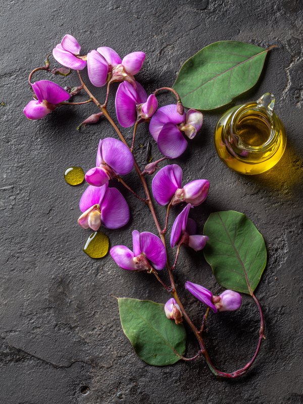Hyacinth Bean — ingredient reference image