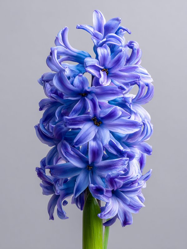 Hyacinth — ingredient reference image