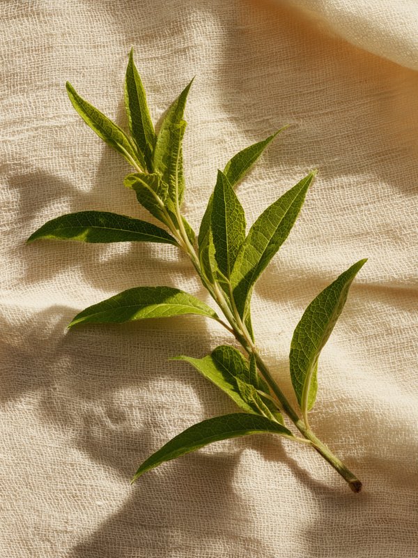 Lemon Verbena — ingredient reference image