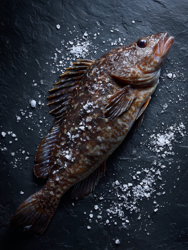 Lingcod — ingredient reference image