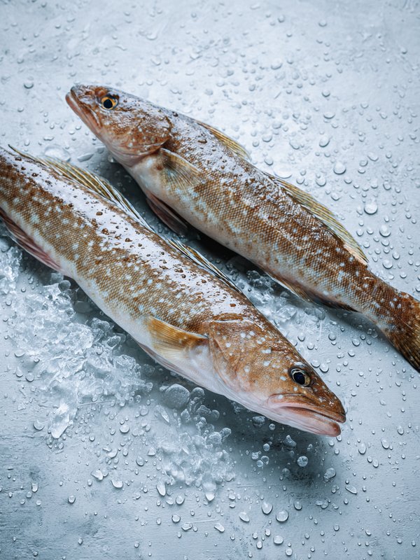 Norway Haddock — ingredient reference image
