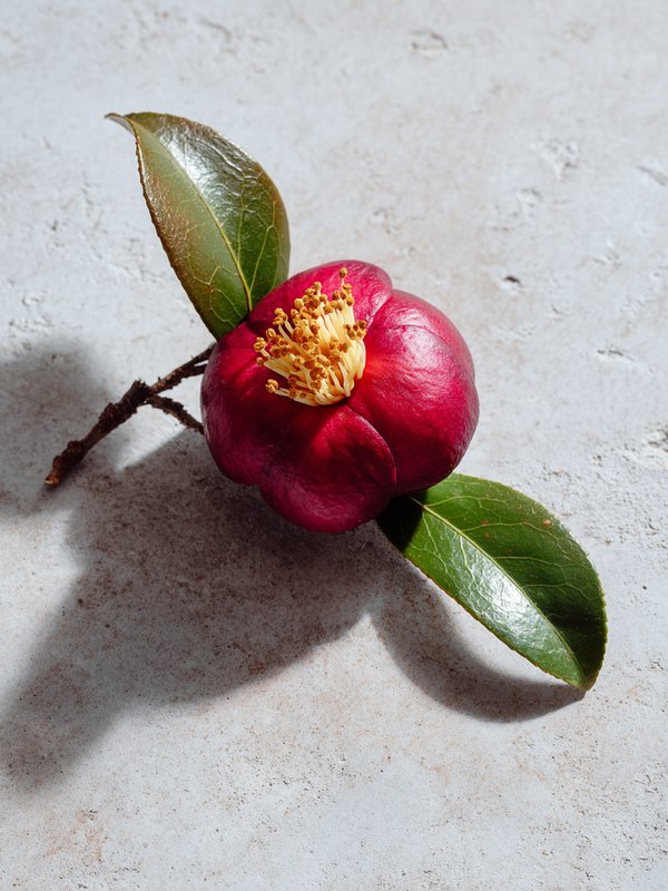 Oil-Seed Camellia — ingredient reference image