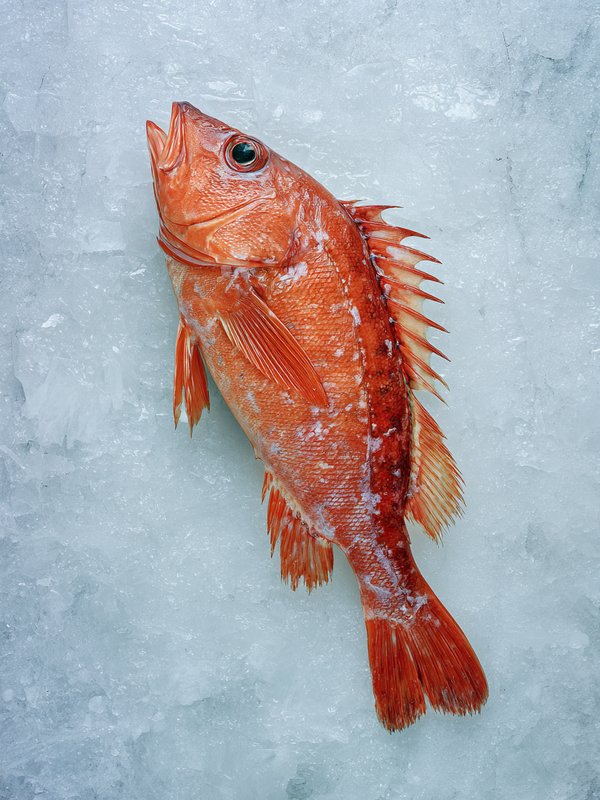 Orange Roughy — ingredient reference image