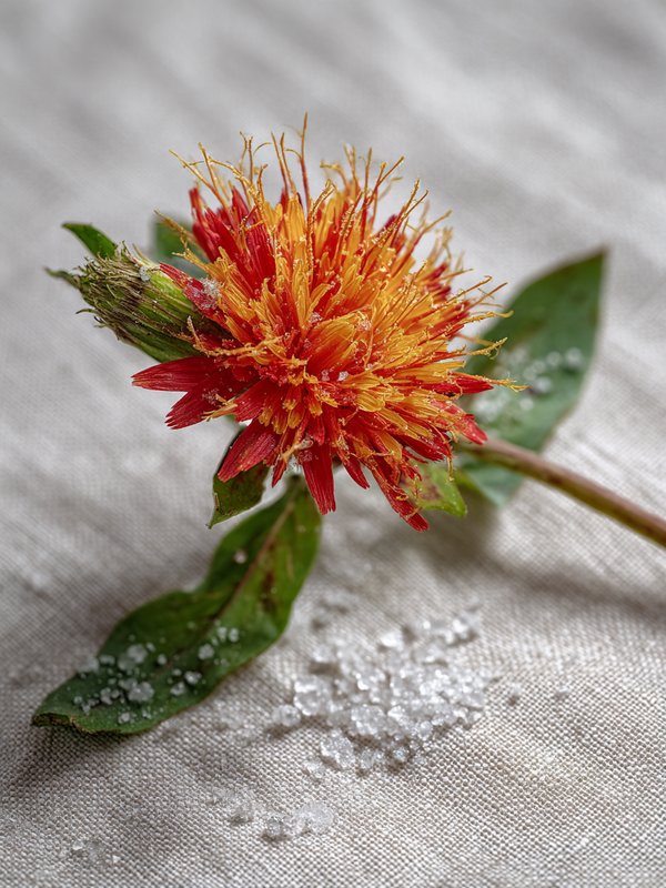 Safflower — ingredient reference image