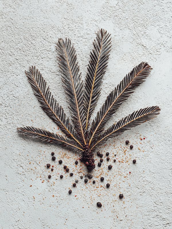 Sago Palm — ingredient reference image