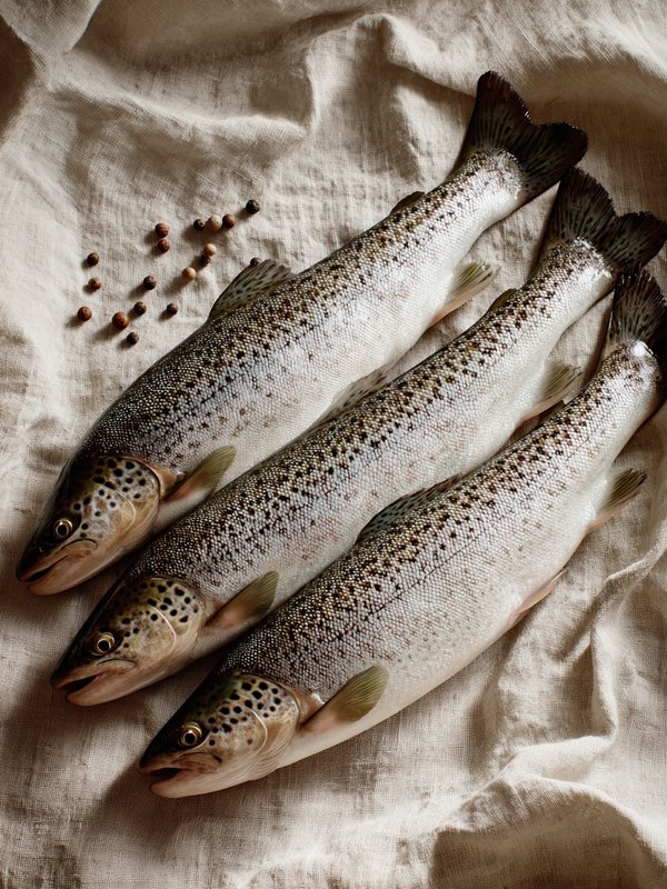 Sea Trout — ingredient reference image