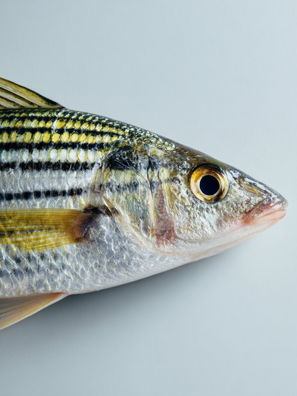 Striped Mullet — ingredient reference image