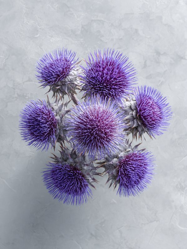 Thistle — ingredient reference image