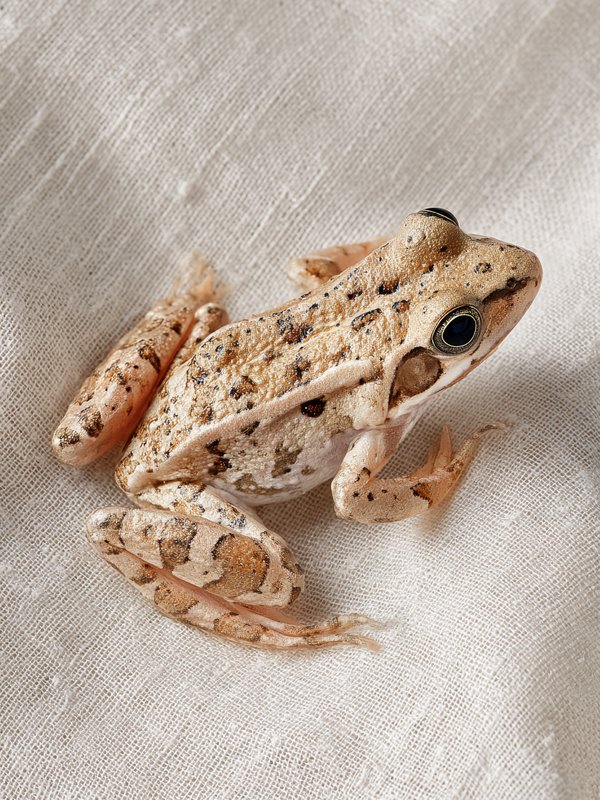 True Frog — ingredient reference image