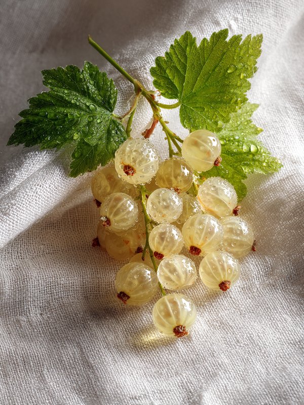 White Currant — ingredient reference image