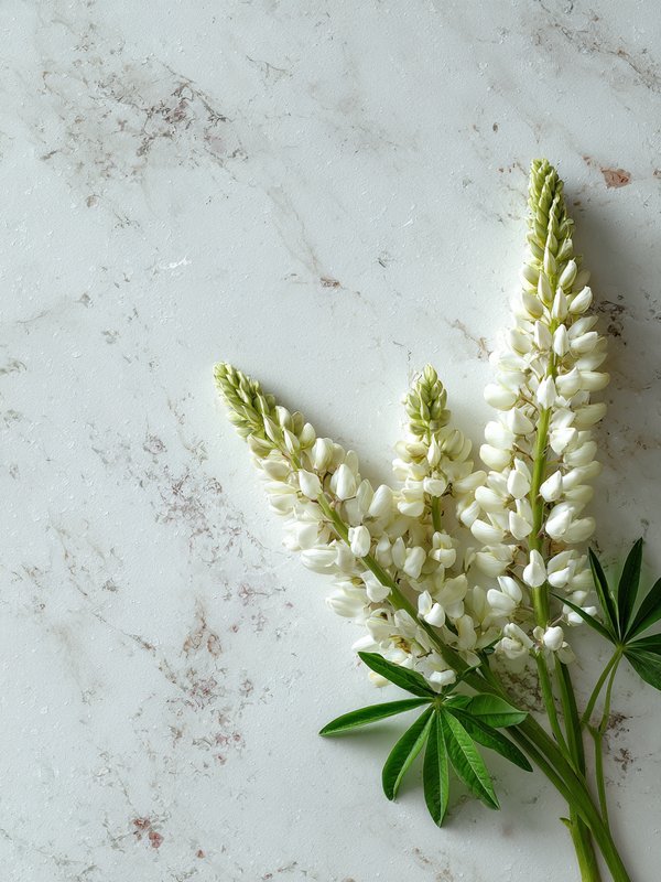 White Lupine — ingredient reference image