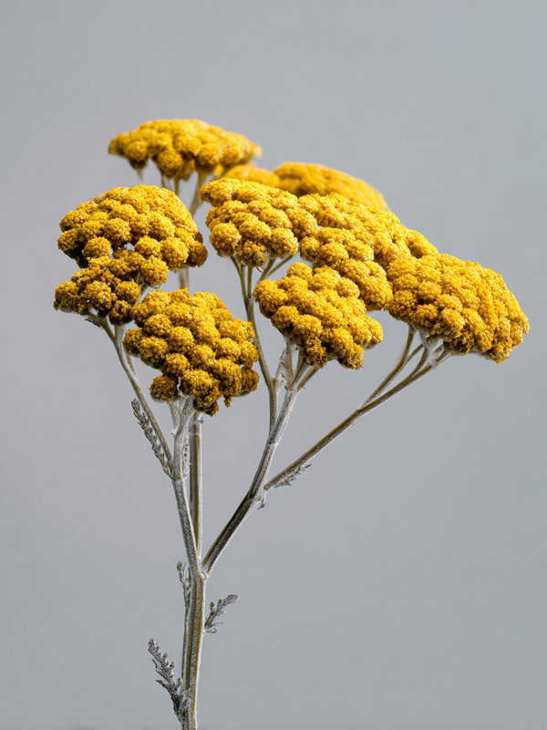 Yarrow — ingredient reference image